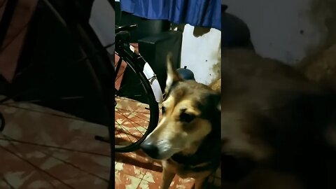 Hace un tiempo me visitaban unos "perritos" muy simpáticos! 😂 #tacuarembó #uruguay (2021)