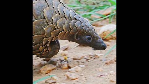 Discover the Majestic Temminck's Pangolin in this Short Video!