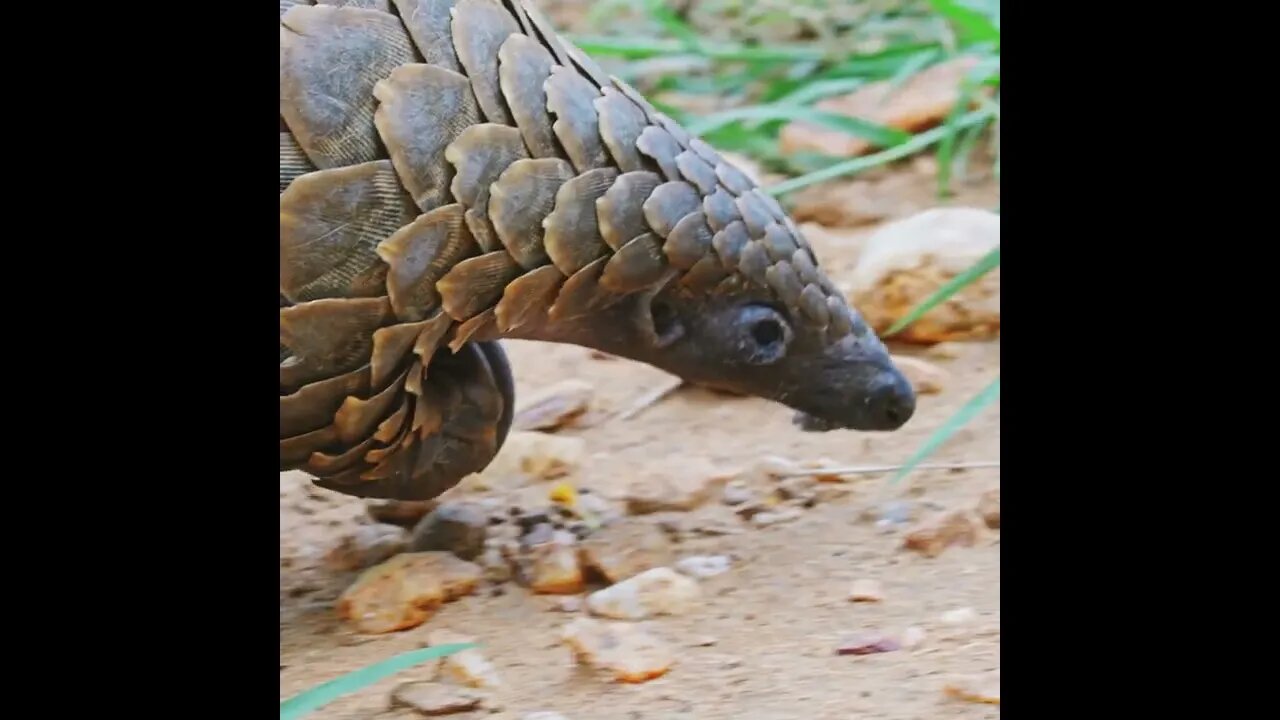 Discover the Majestic Temminck's Pangolin in this Short Video!