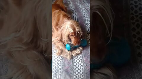 #dogshow , #animals , #dogs , #shorts