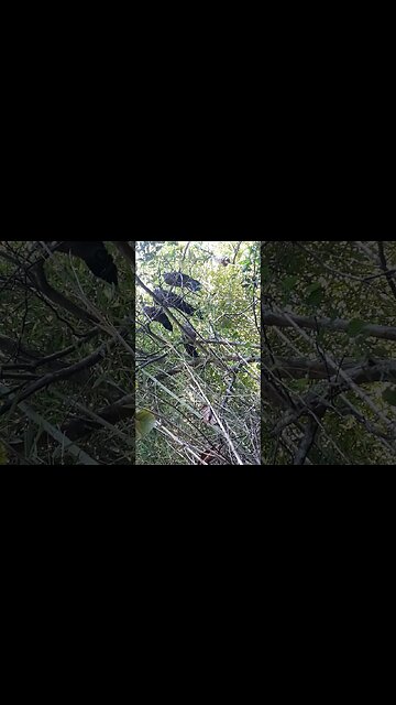 Jacu em busca de comida em cima da árvore Jacuaçu