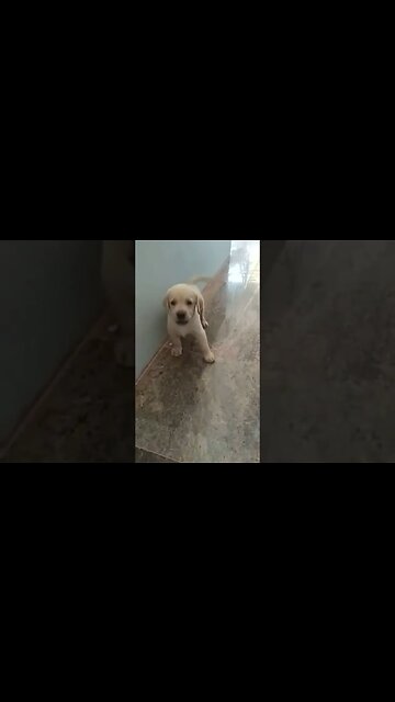 Dog barking sounds good 😊#shorts #dog #puppy