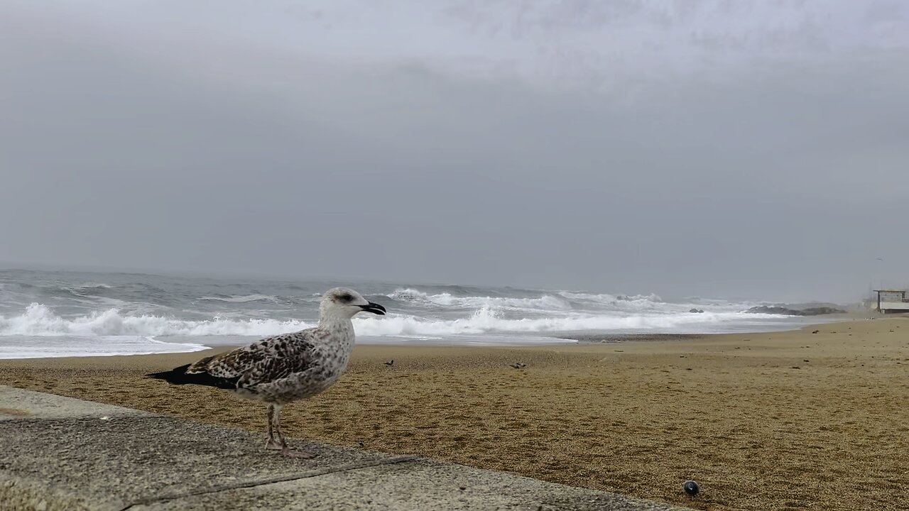 Foz - Portugal