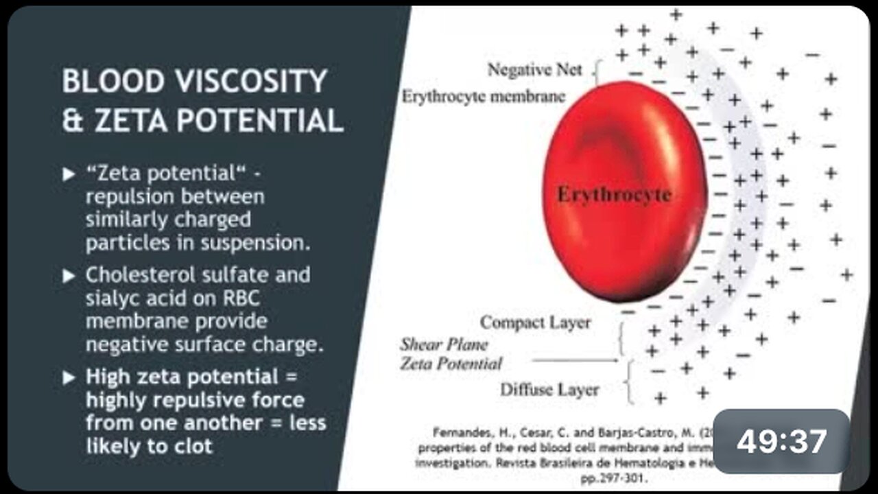 Sulfation, EZ Water & Red Blood Cells: Maintaining Blood Flow