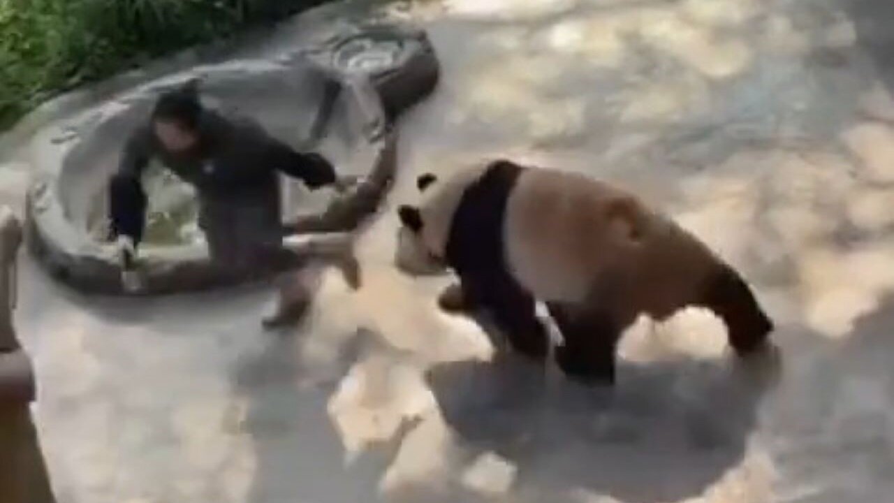 The Frightening Moment A Female Zookeeper Was Attacked By A Panda