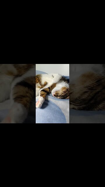 A Sleepy Cat #shorts