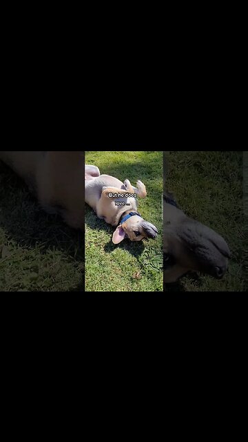 Rescue Dog Likes to Roll in the Sun