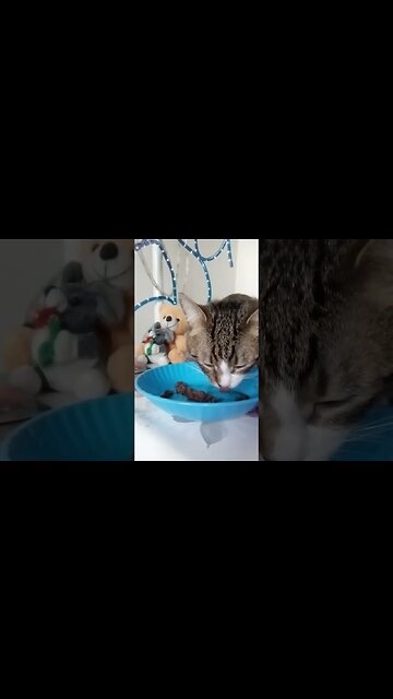 Cute Hungry Little Cat