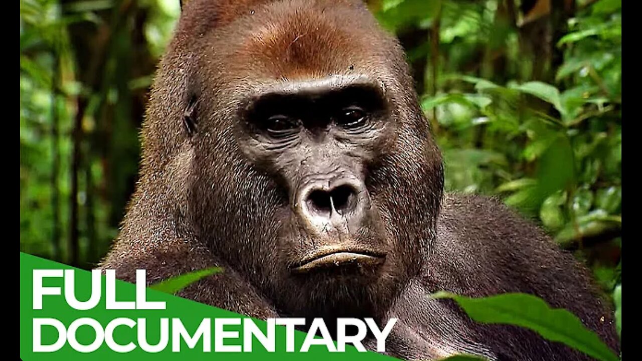 Wild Congo Part 2 King Kong's Lair Free Documentary Nature {Wildlife Documentry}