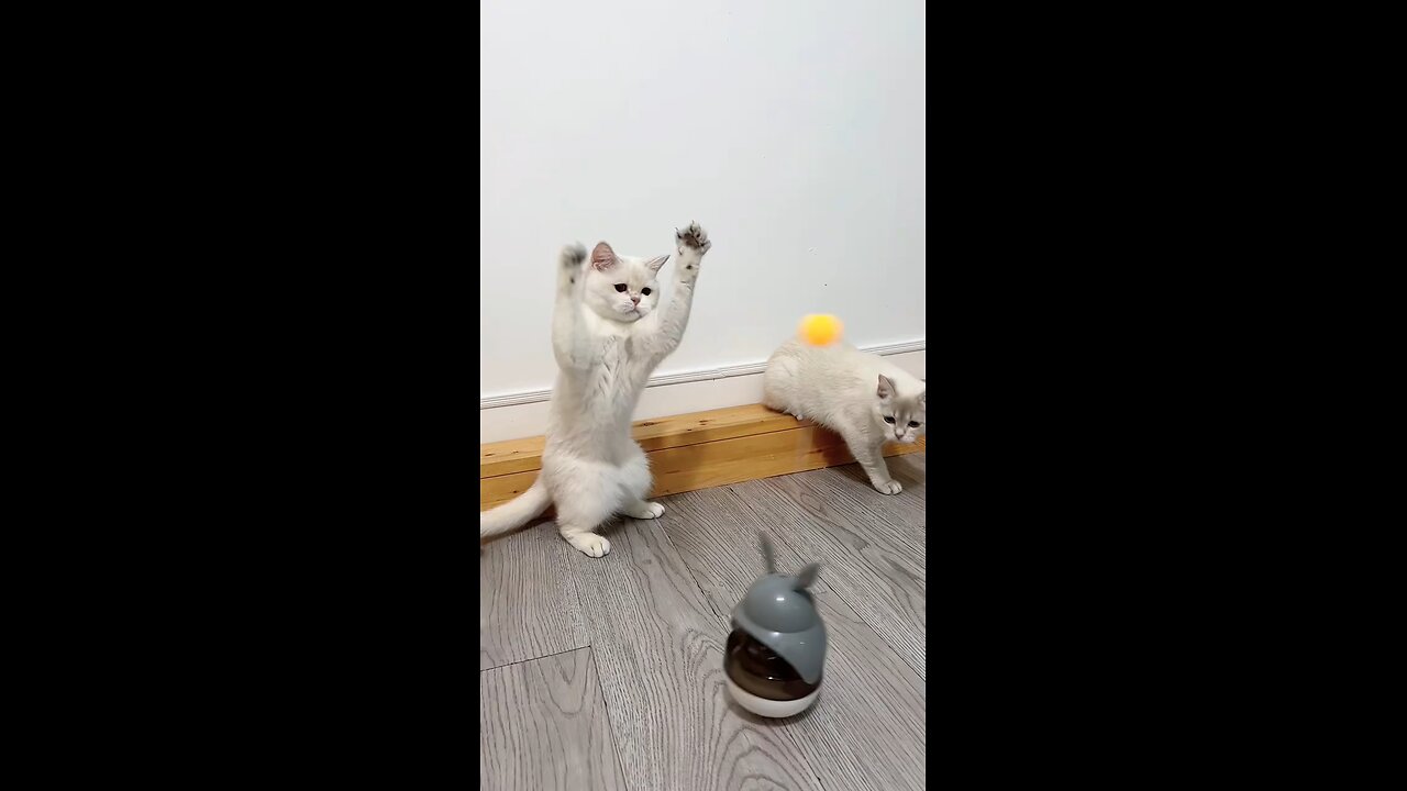 cat funny video 😅