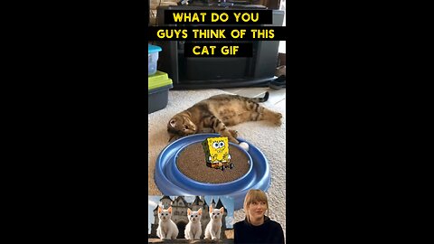 Cute Cat Gif