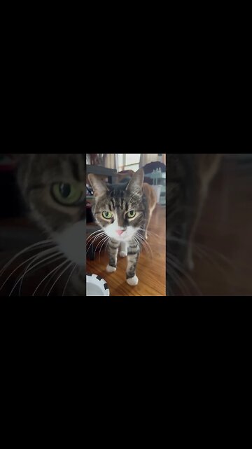 Cat Sneaking Up on My Cat 🐱 #catvideos #cats