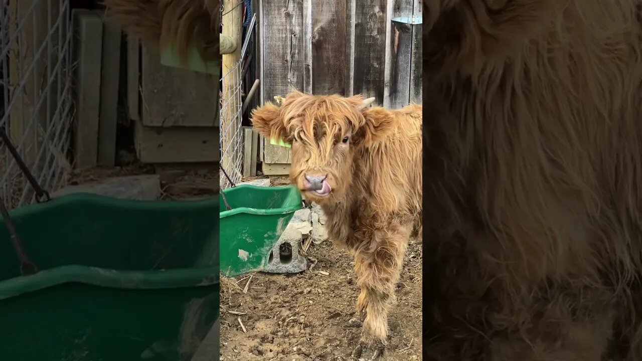 Scottish Highland has crazy tongue #shorts