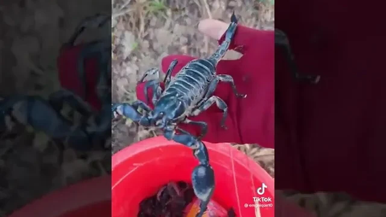 Guy catches scorpion using ants