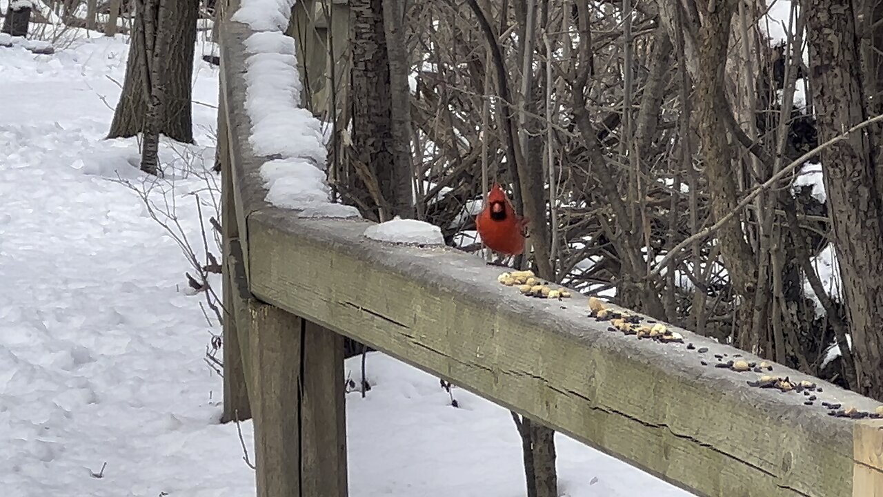 Male Cardinal loves peanuts