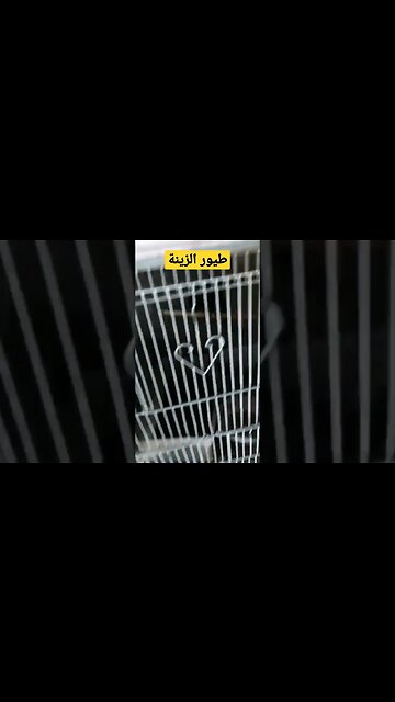 طيور الزينة كيوت روعة