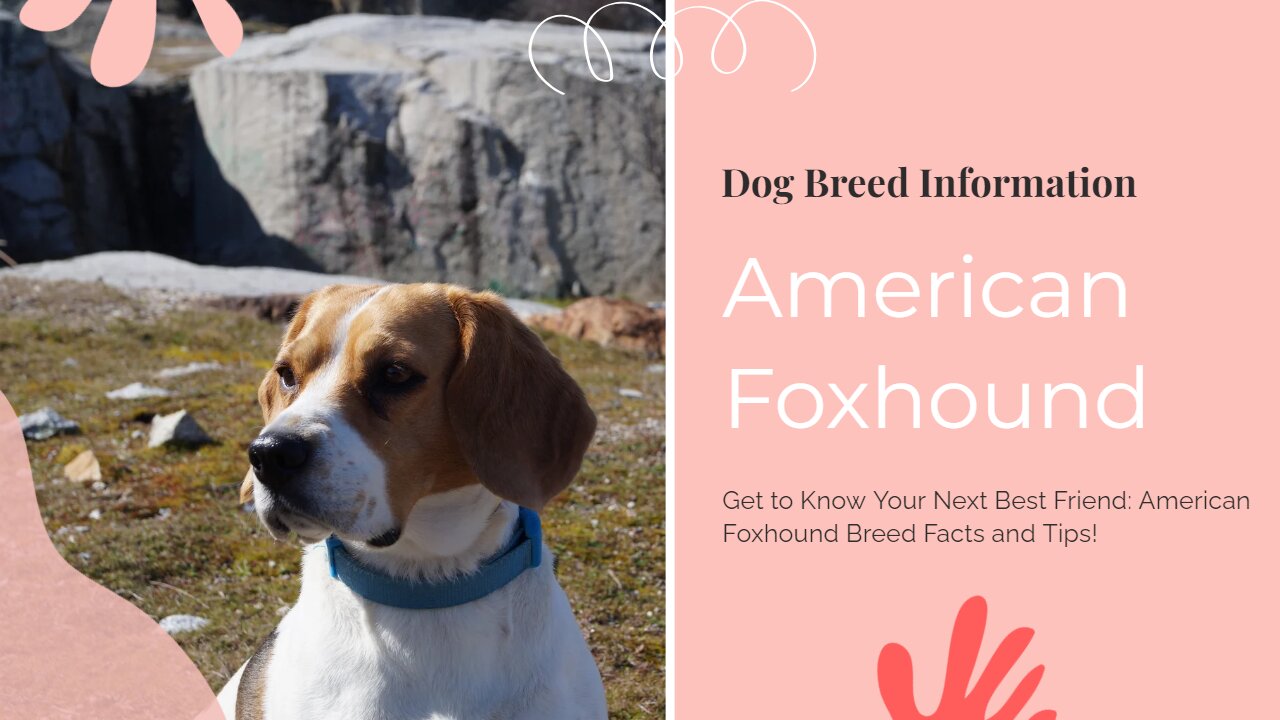 Meet the Ultimate Hunter: The American Foxhound - Everything You Need to Know!