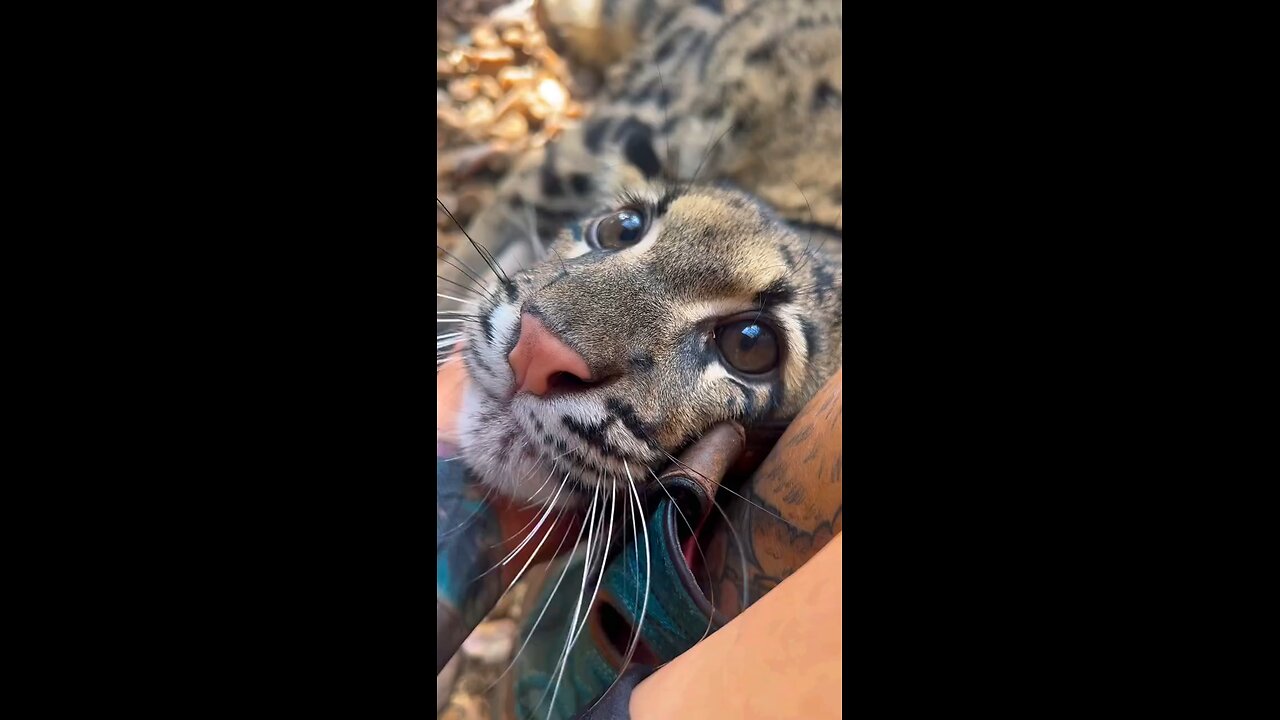 cute tiger cub