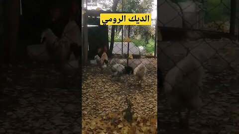 الديك الرومي يقوم ب*****