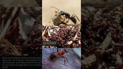 7 Life Lessons From Ants