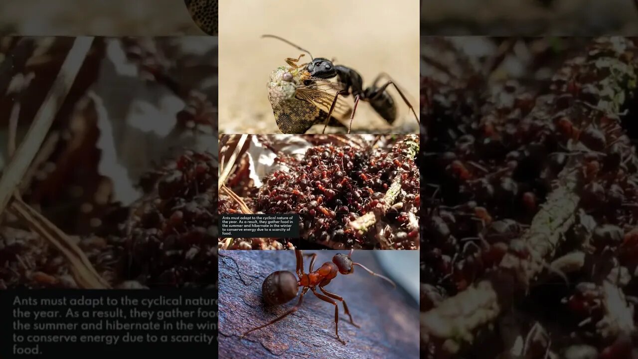 7 Life Lessons From Ants