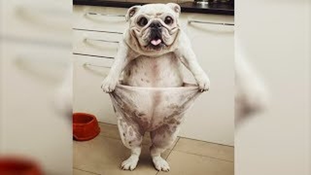I LAUGHED FOR AN HOUR / FUNNY ANIMALS / PSYCHE TEST / TRY NOT TO LAUGH
