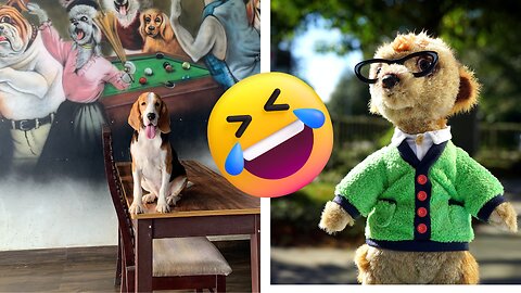 Take The Stress Out Of FUNNY DOGS IN ACTION