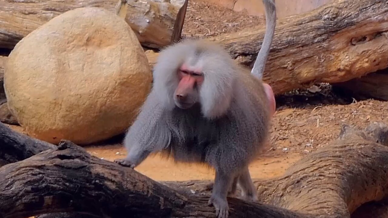 Majestic Mane Moves Hamadryas Baboon Roams Perth Zoo in Style