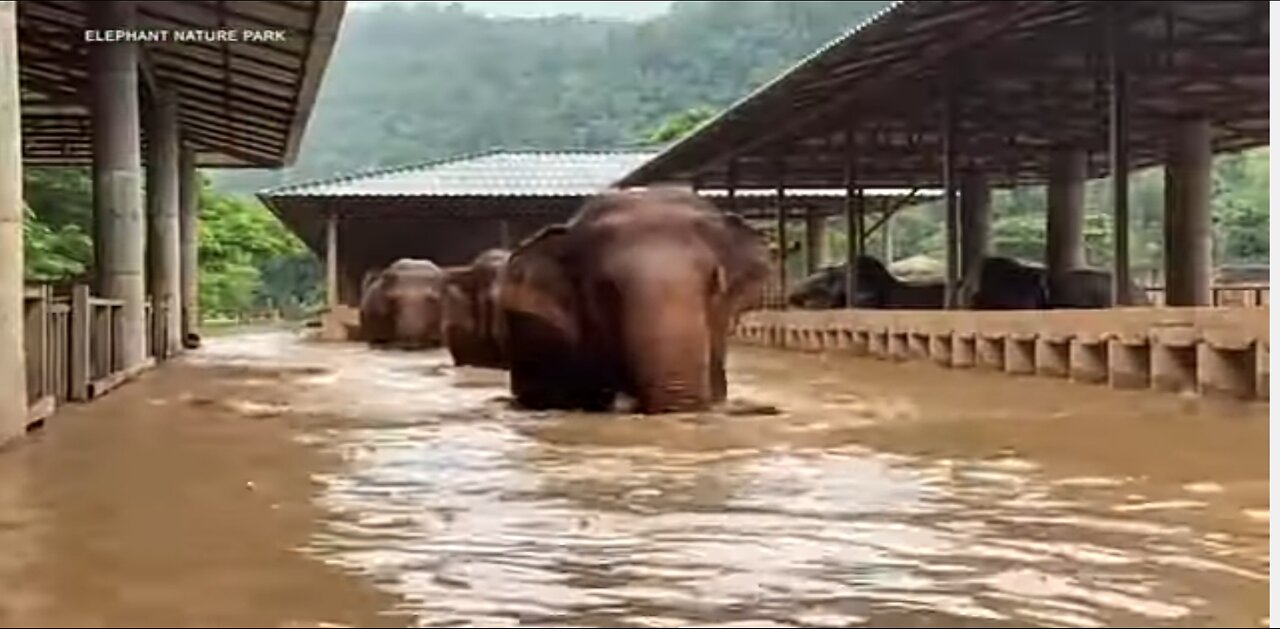 About 100 rescued elephants escape flash floods at popular sanctuary in northern Thailand