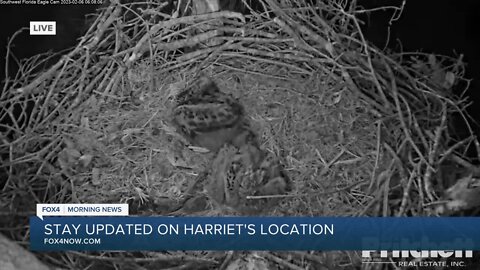 Harriet the eagle missing from nest