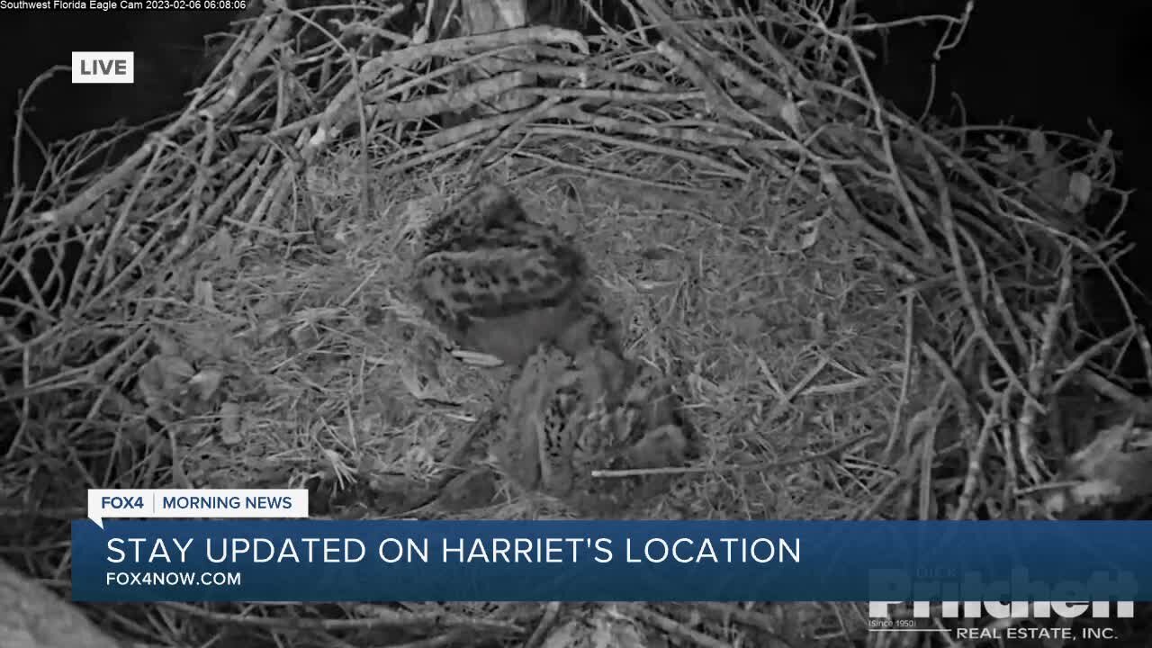 Harriet the eagle missing from nest