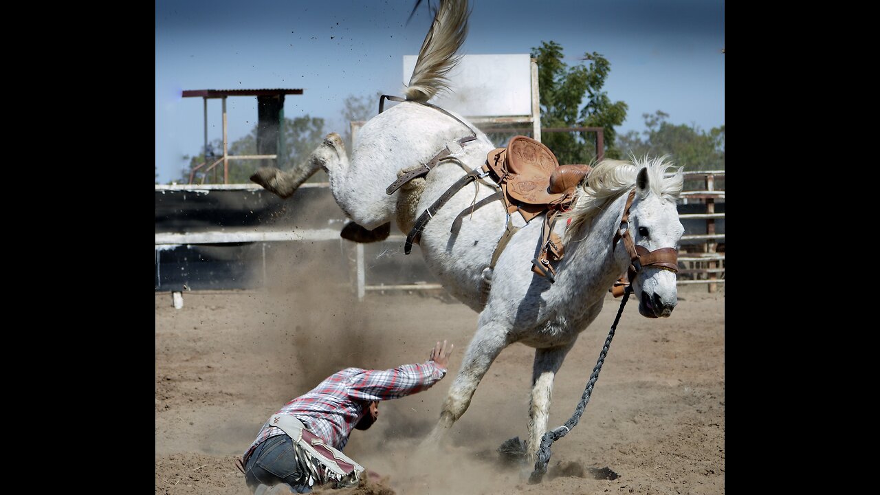 Rodeo. Bull. Horse.