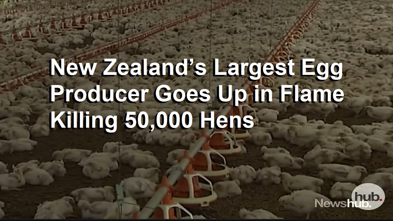 New Zealand’s Largest Egg Producer Goes Up in Flames Killing 50,000 Hens