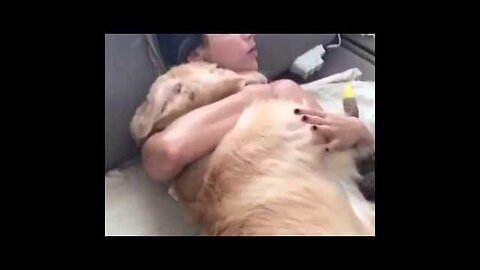 Cute Dogs getting a hug by their owners animals compilation 2018 sweet and lovely