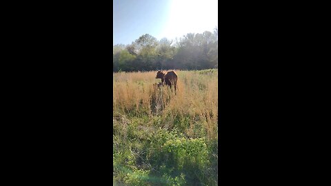Video of our newest baby calf. less than a day old.