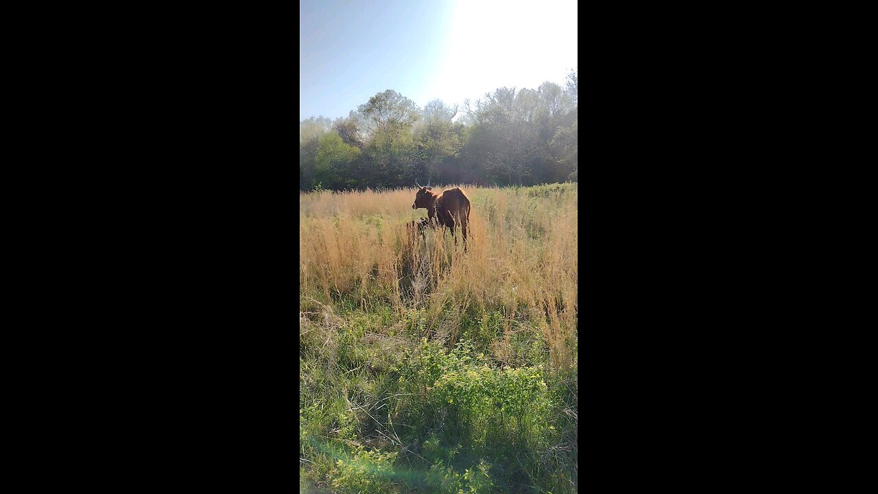 Video of our newest baby calf. less than a day old.