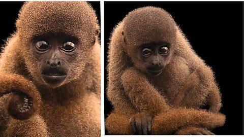 Don’t want to imagine a world without the woolly monkey 🌎🐒