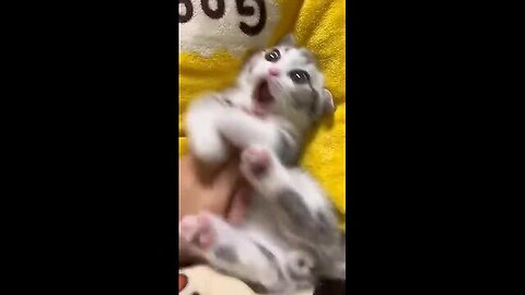 Funny Cute Cats 😺 Part No 07