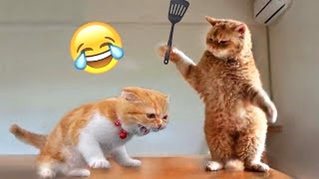 Best Funny Animal Videos of the year (2023), funniest animals ever. relax with cute animals video