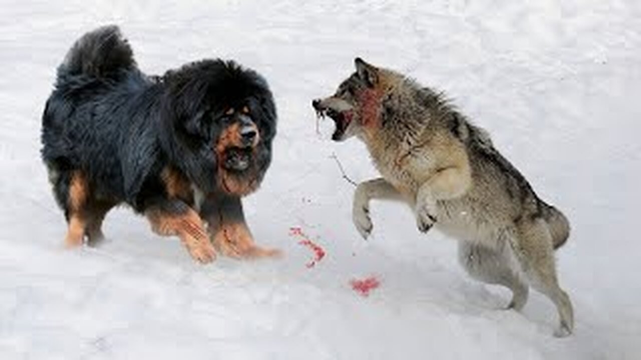 10 dogs that can beat wolves
