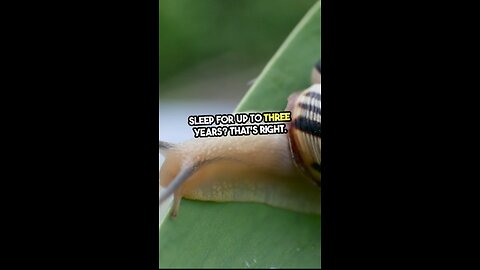 Snails can sleep up to 3 years