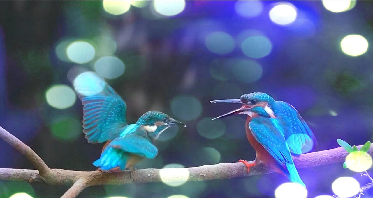 Common Kingfisher - Feeding Juvenile