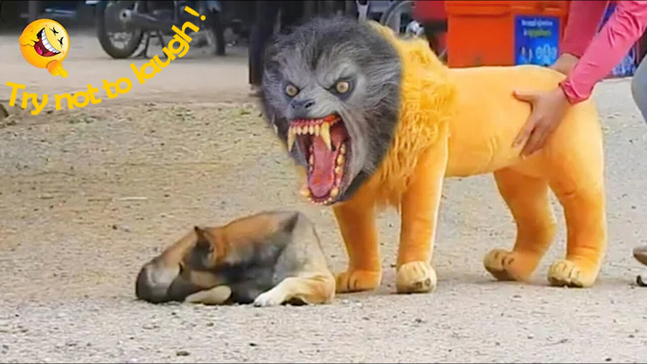 Laughing with Cats and Dogs - Funny Animal Moments Caught on Rumble