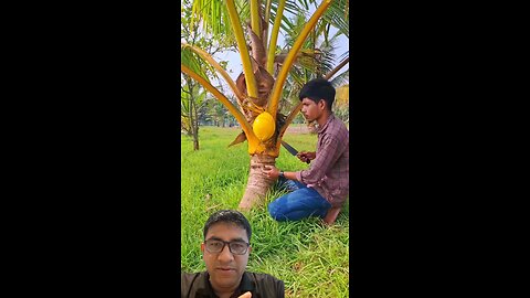 Kerala Coconut Cutting #kerala #coconut #coconutoil #coconutcake #reels #trending #viral #realbipul