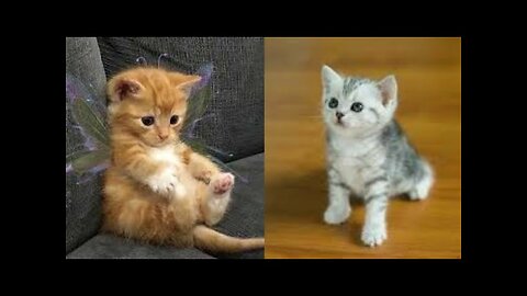 So cute cat funny video😍😂