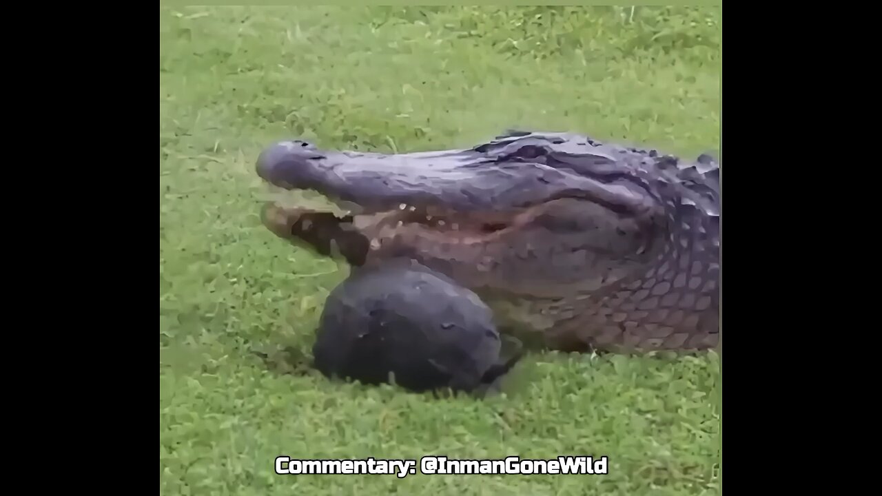 Crock vs Turtle