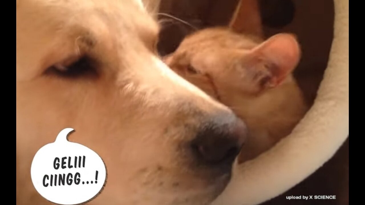 10 dogs and cats friendship caught on camera