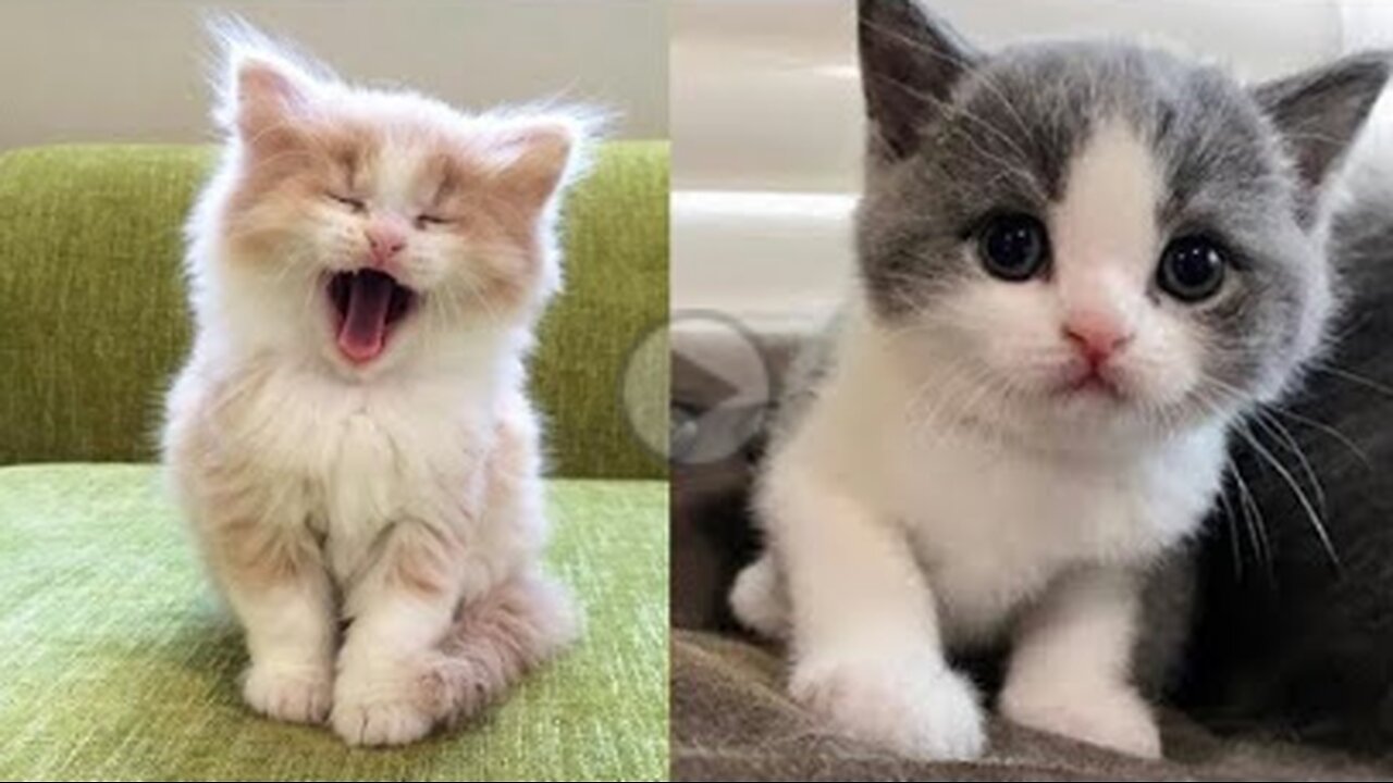 Baby Cat Cute