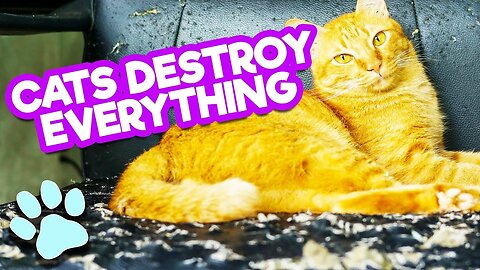 Funny Cats DestroyEverything Compilation|Funny Cats Compilation