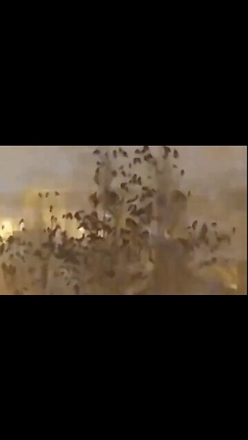 Strange Behavior Spotted in Birds Moments Before Turkey Earthquake